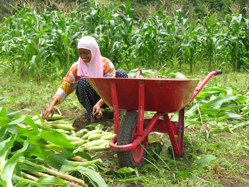Kegiatan panen komoditas pertanian di Kabupaten Aceh Besar